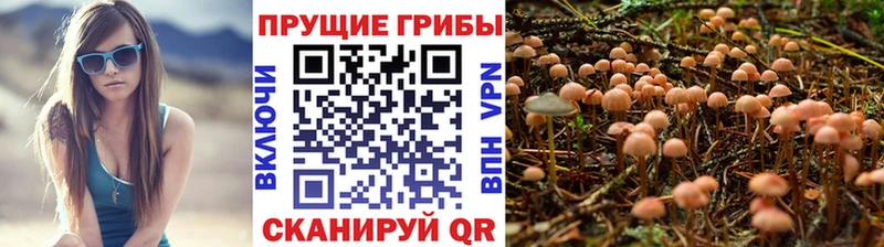 Галлюциногенные грибы Cubensis  Купить  Порхов 